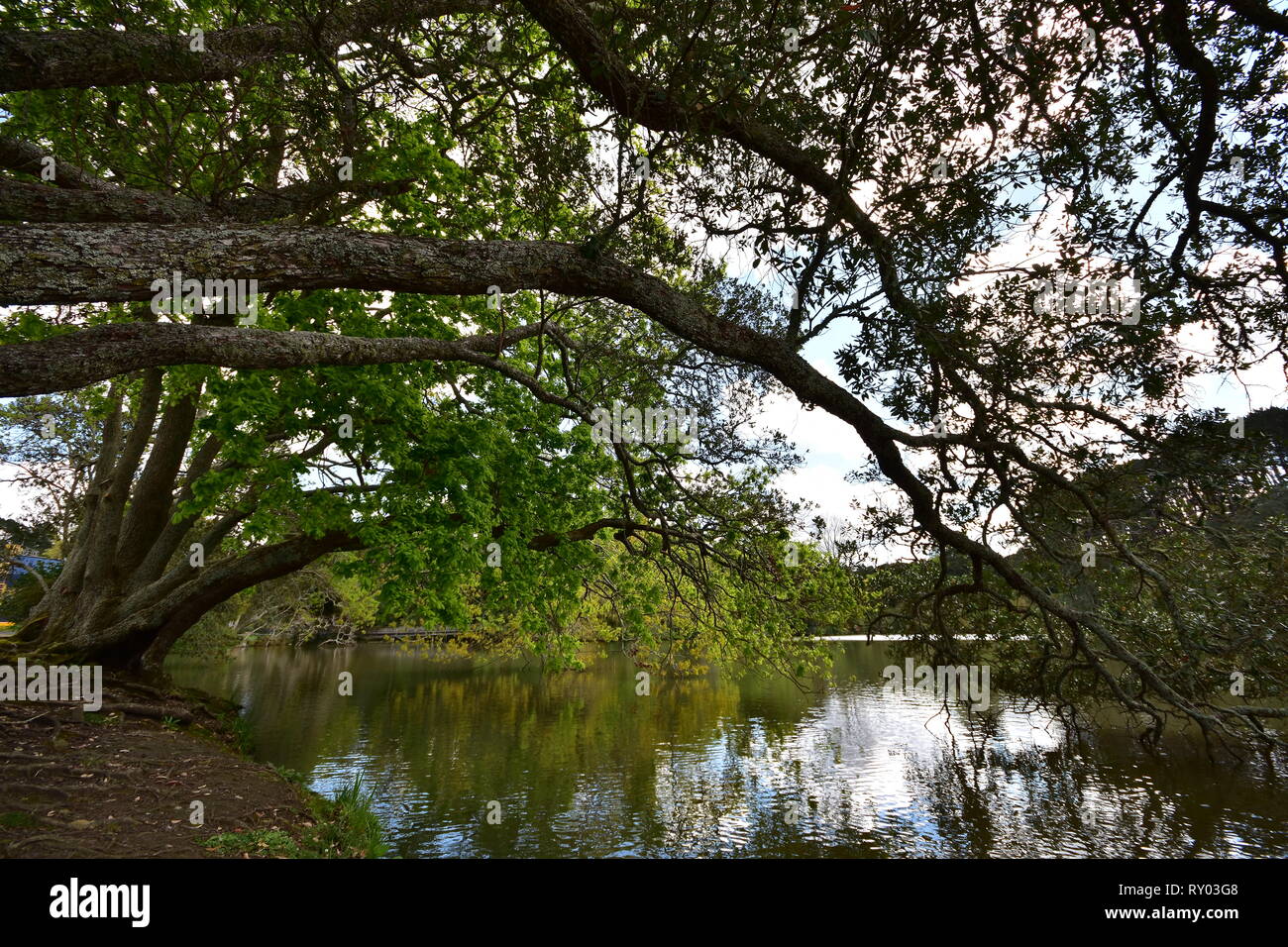 Bent énorme des branches d'arbre avec des feuilles vertes qui reflète sur la surface du lac calme. Banque D'Images