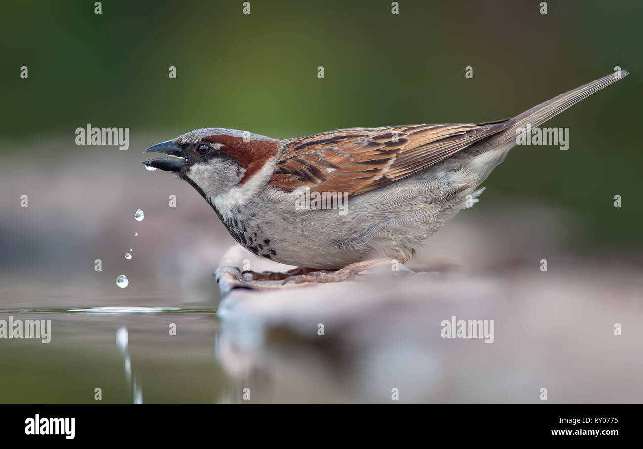 House Sparrow boit de l'eau avec des gouttelettes tombés Banque D'Images
