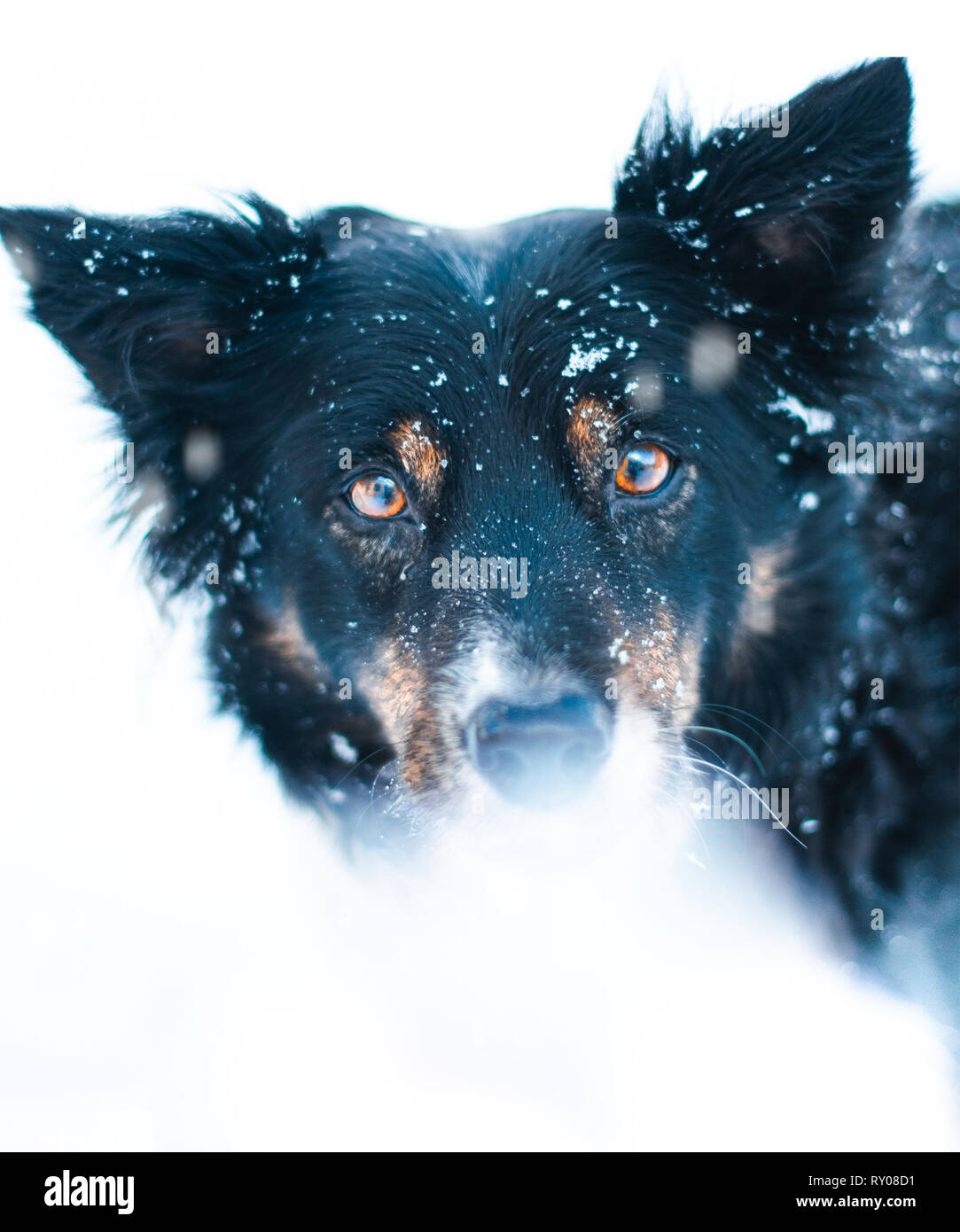 Chien dans la neige jouant Banque D'Images