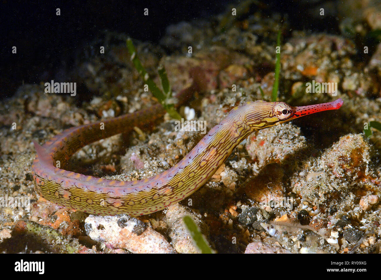 Les syngnathes (Corythoichthys Messmate haematopus), Milne Bay, à Alotau, Papouasie Nouvelle Guinée Banque D'Images
