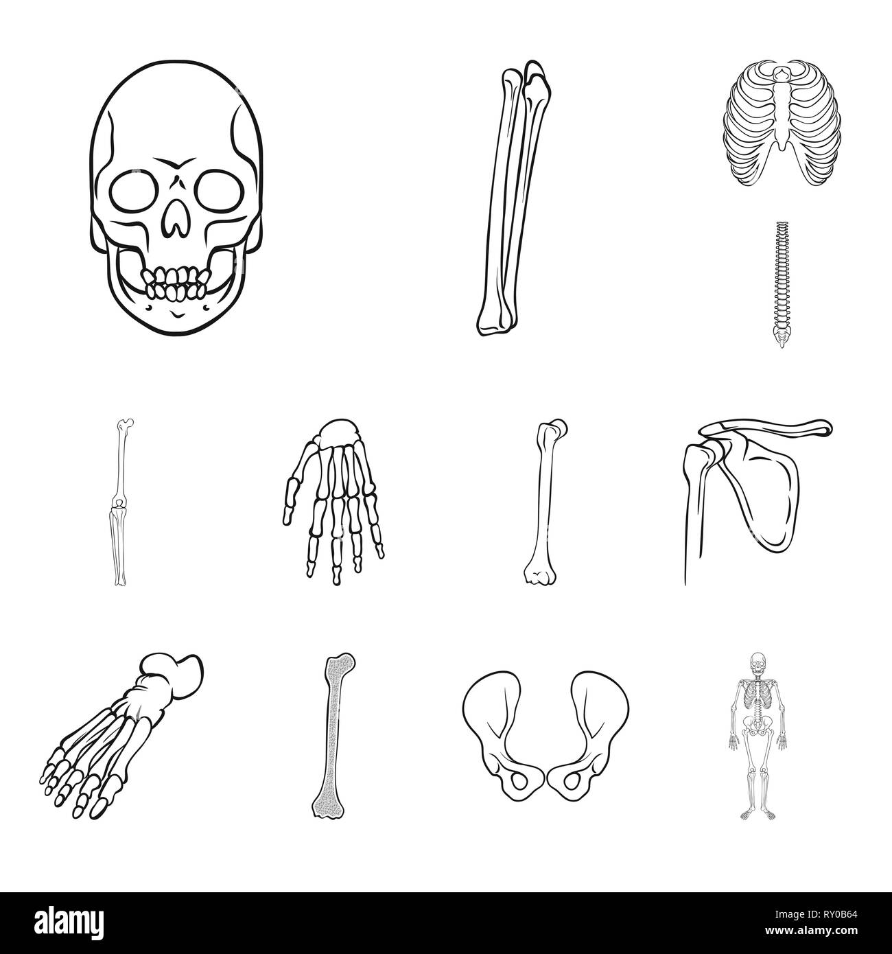 Crâne,fémur,nervure, genou,dos,poignet,foot,hip,appareil locomoteur,la mort,la chiropratique,cage,joints,occasion,casse,bassin,cheville osseuse,scientifique,horreur,corps,ostéoporose,bras,tibia,avant-pied,chirurgie,tatouage,squelettique,posture,médecine,clinique,biologie,médical,os,,squelette anatomie,des,organes,,set,icône,illustration,isolé,collection,design,élément,graphique,signe,ligne,plan,vecteurs vecteur , Illustration de Vecteur