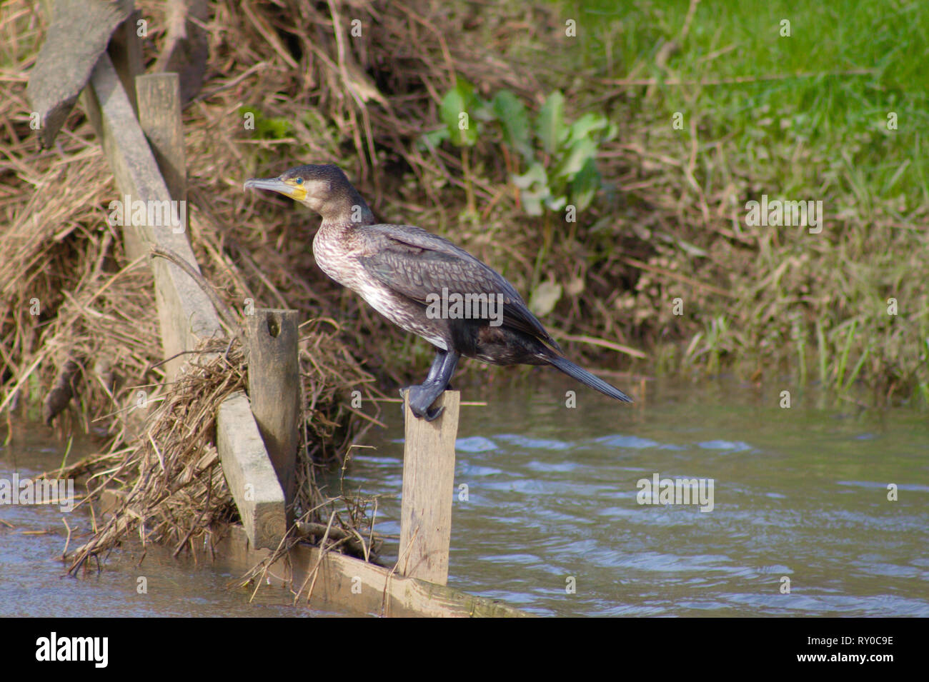 Cormoran sur un poste dans une rivière. Cuckmere, East Sussex, UK. Banque D'Images