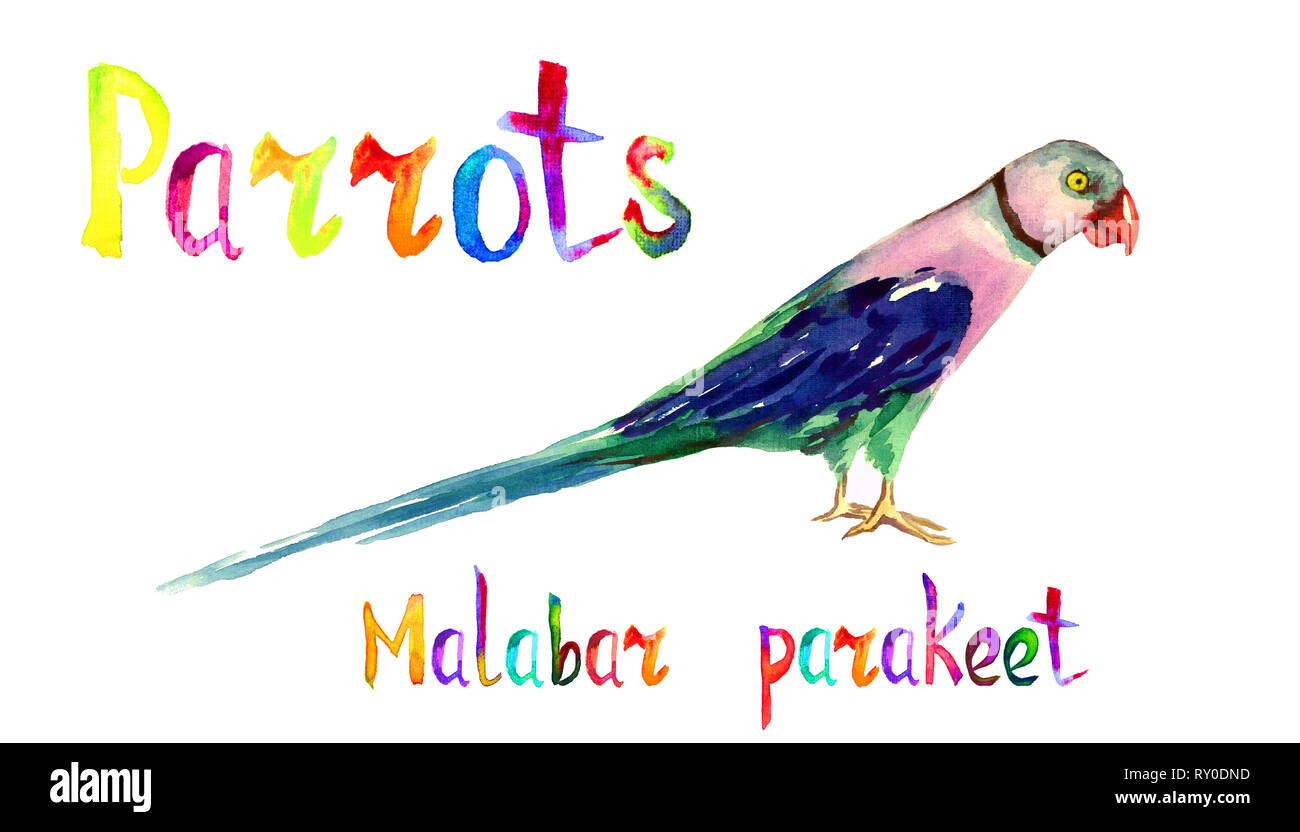 Blue-winged parakeet perruche Malabar ou (Psittacula columboides) parrot, illustration aquarelle peint main isolé avec inscription manuscrite Banque D'Images