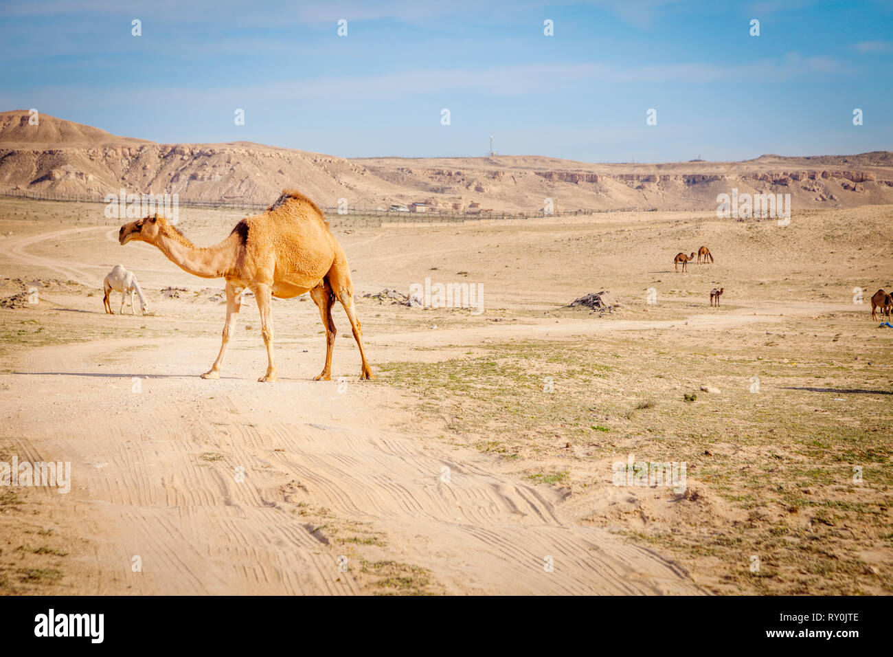 Des chameaux dans les régions rurales de Koweït. La ville de Koweït, Koweït. Banque D'Images