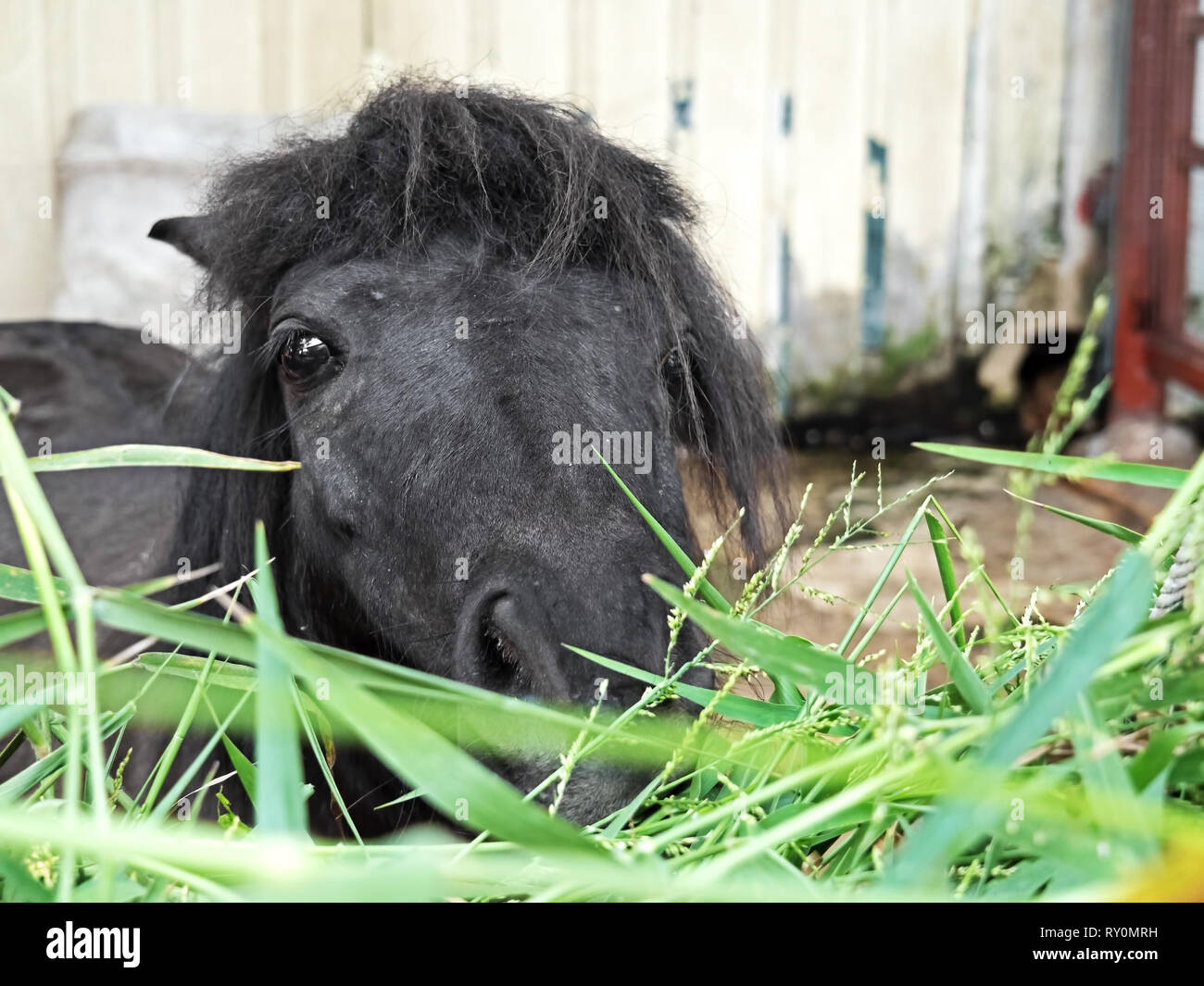 Libre Mini Miniature Falabella Mange de l'herbe Banque D'Images