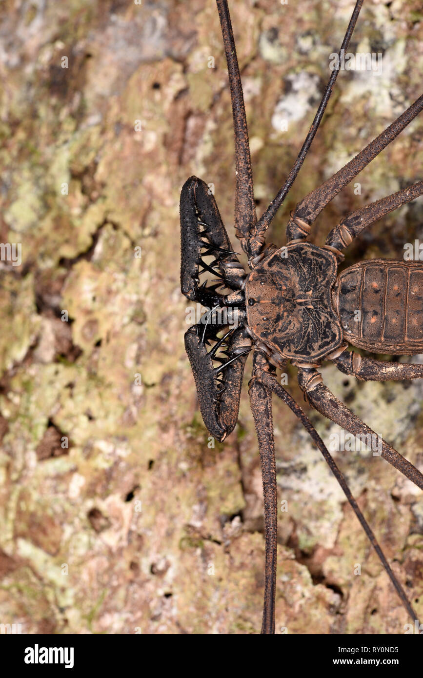 Tailess Scorpion Whip (Amblypygi) Gros plan montrant les perdipalps (adapté/jambes), Parc national de Manu, Pérou, Novembre Banque D'Images
