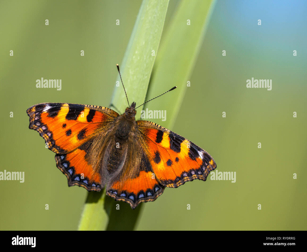 Petite écaille (Aglais urticae) butterfly perché sur une feuille avec fond bleu et vert Banque D'Images