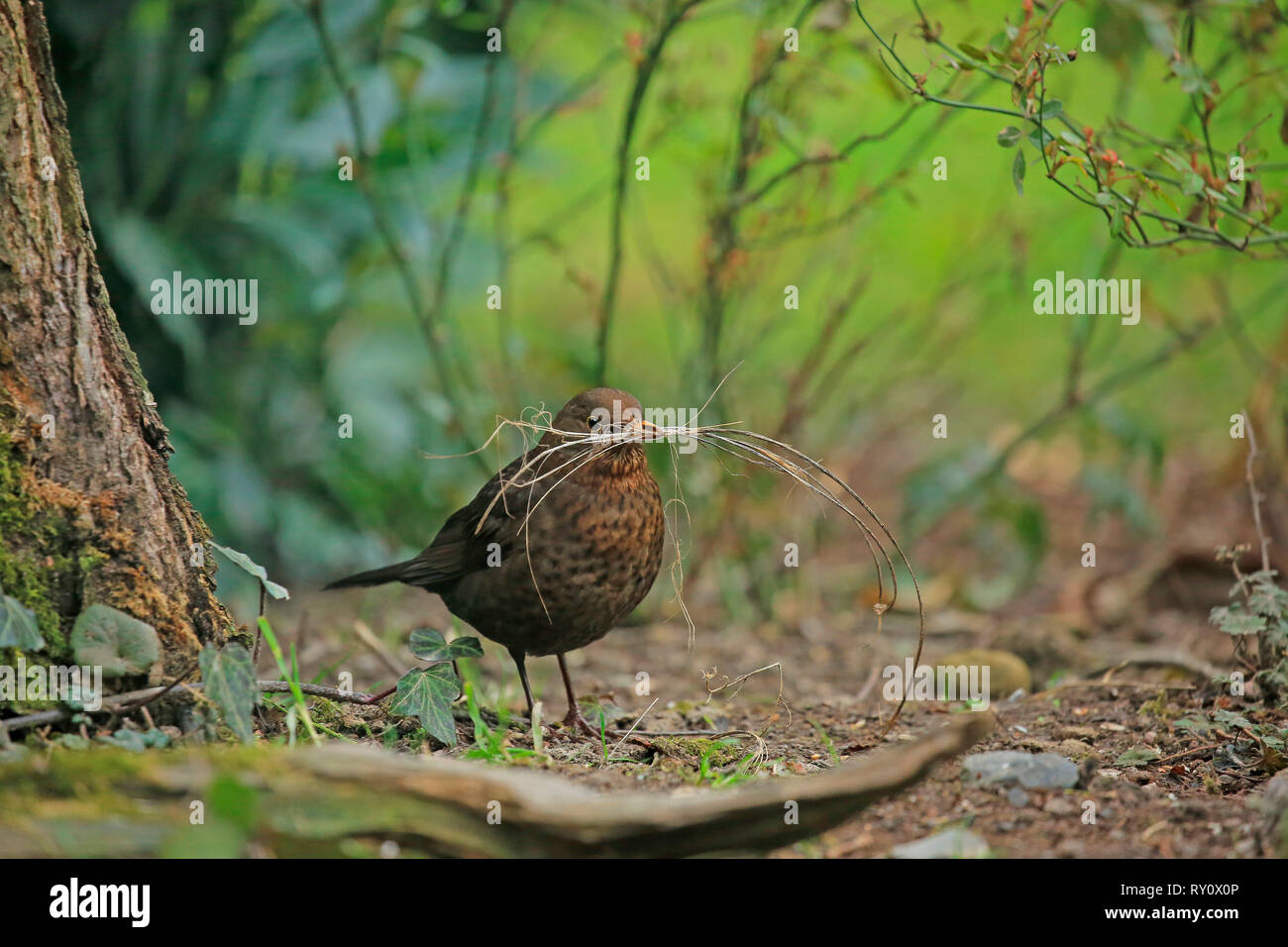 Schwarzdrossel, Amsel, Weibchen (Turdus merula), Banque D'Images