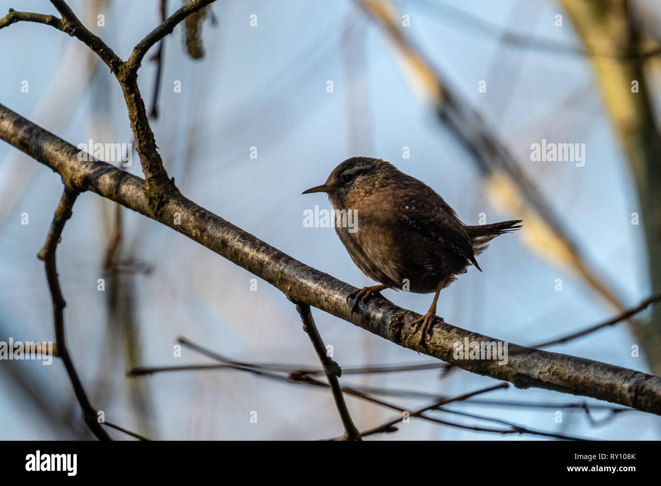 Une réserve naturelle à Wren Warnham Banque D'Images