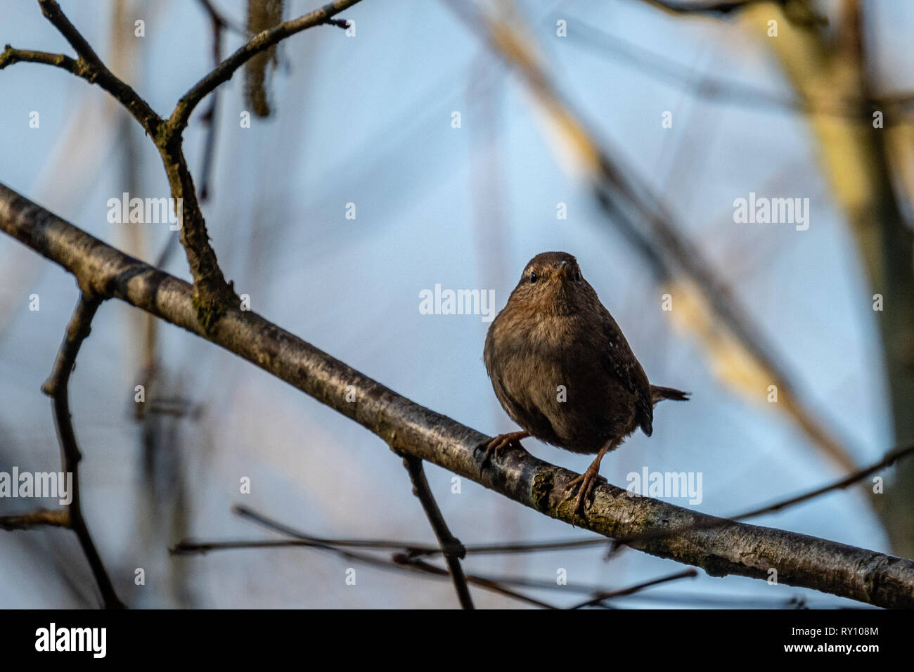 Une réserve naturelle à Wren Warnham Banque D'Images