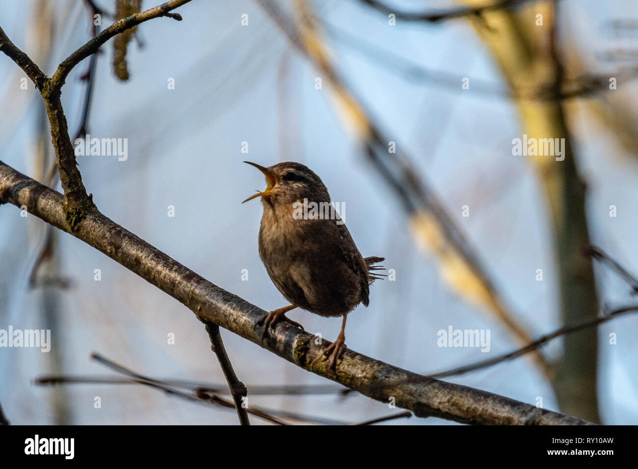 Une réserve naturelle à Wren Warnham Banque D'Images