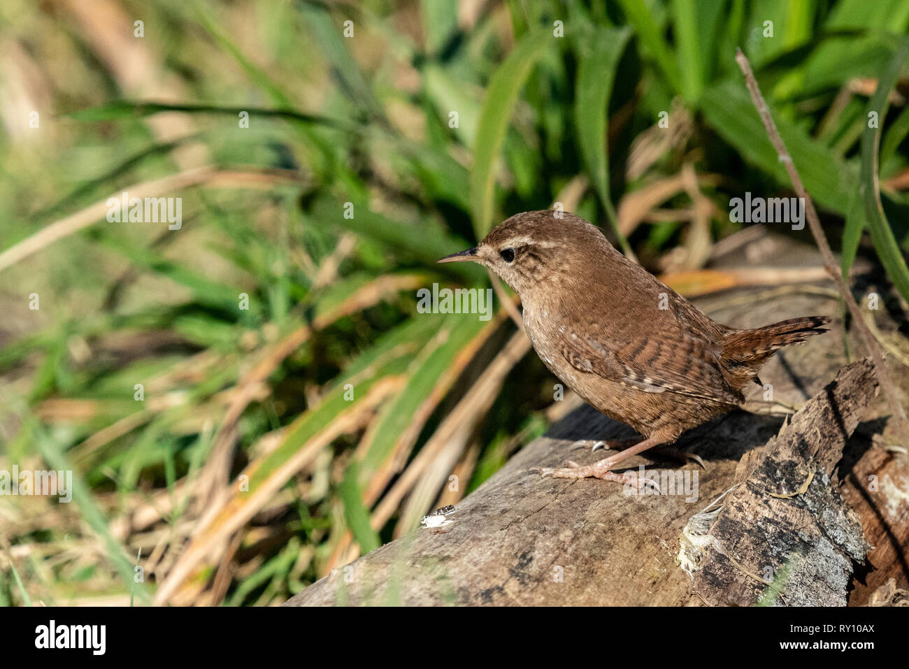 Une réserve naturelle à Wren Warnham Banque D'Images