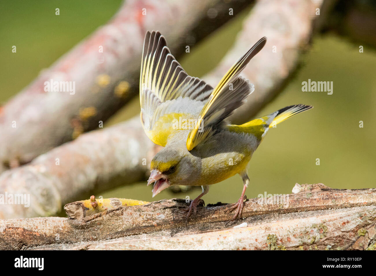 Verdier d'Europe, ailes déployées, (Chloris chloris) Banque D'Images