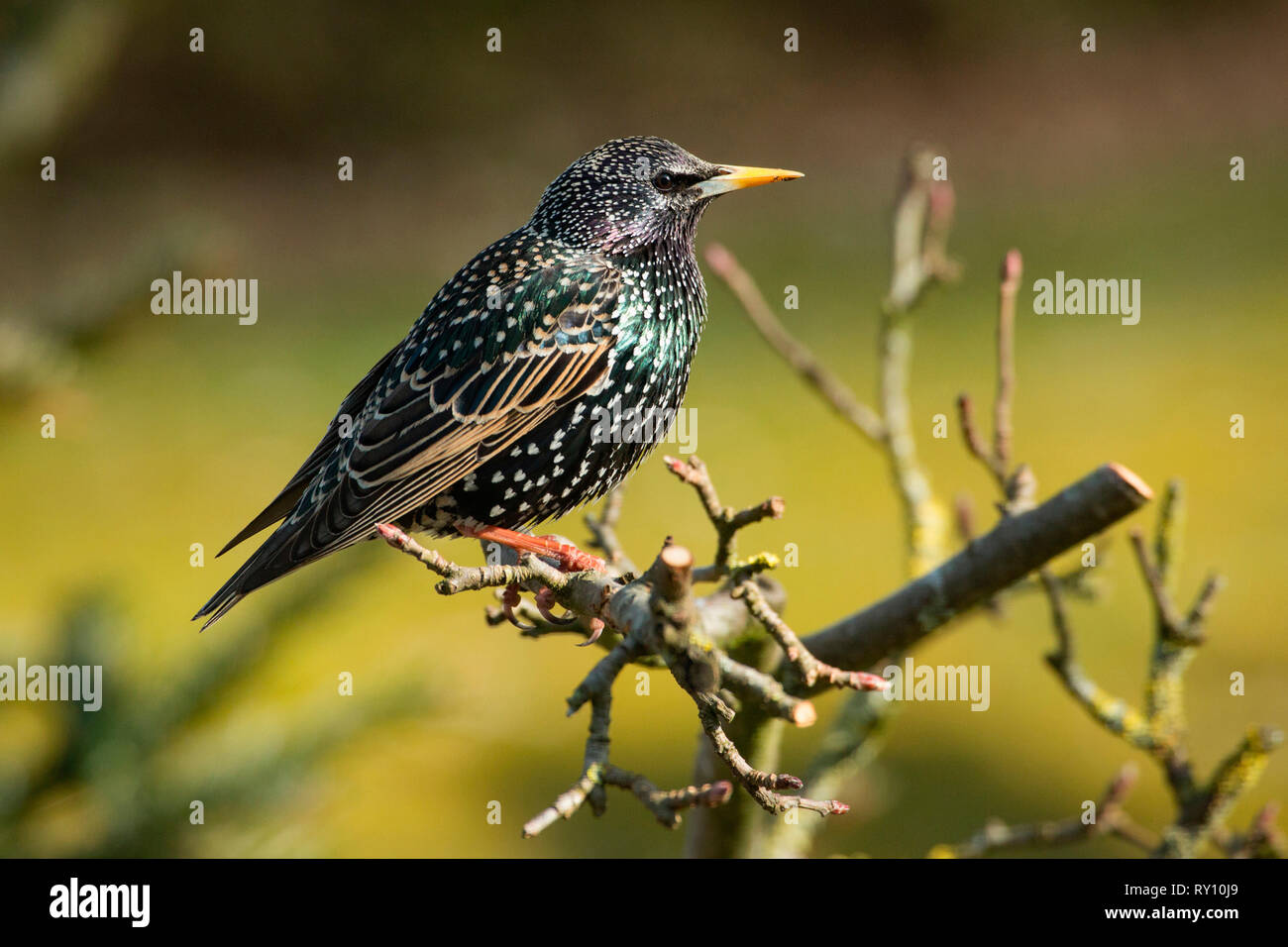 Étourneau sansonnet (Sturnus vulgaris), Banque D'Images
