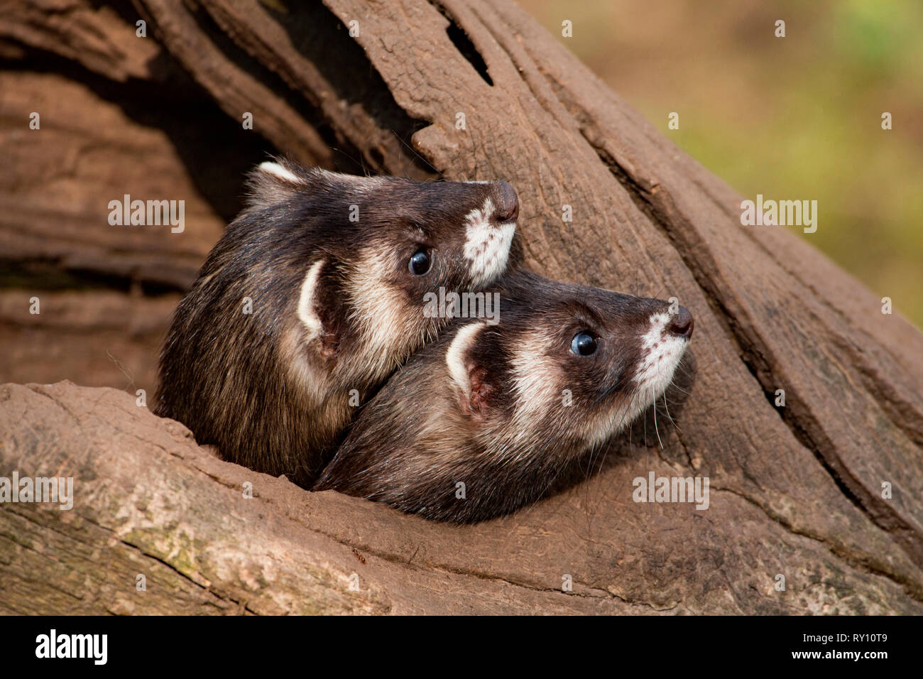 Le putois d'Europe (Mustela putorius), Banque D'Images