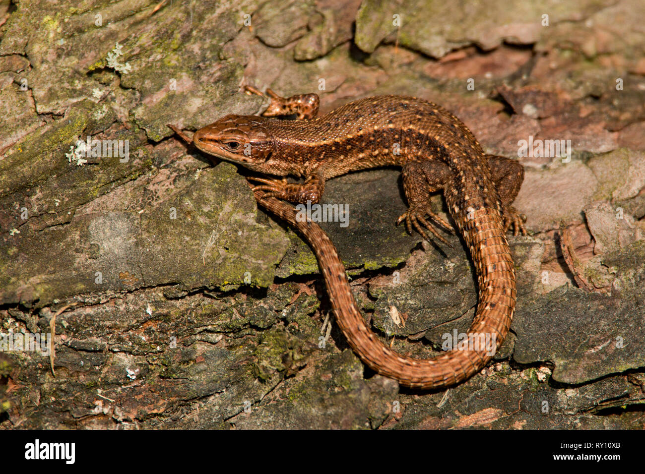 Lézard commun, (Lacerta vivipara) Banque D'Images