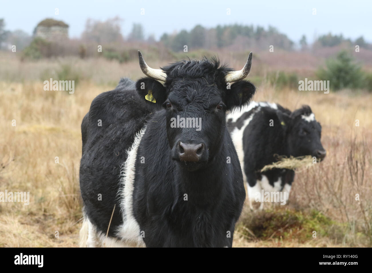 (Photos prises le 7 mars 2019) L'un des principaux sites historiques de l'Ecosse a accueilli une équipe de jardiniers peu commun sous la forme de quatre bovins Shetland. Les rares vaches noir et blanc a été rédigé dans le cadre d'un projet de conservation à Culloden Battlefield près d'Inverness. Trois ans adultes Una et la lune, et leurs veaux Duna et Dione, sera chargé de piétinement Heather et à mâcher leur chemin à travers les herbes difficiles à la bataille. Crédit : Andrew Smith/Alamy Live News Banque D'Images