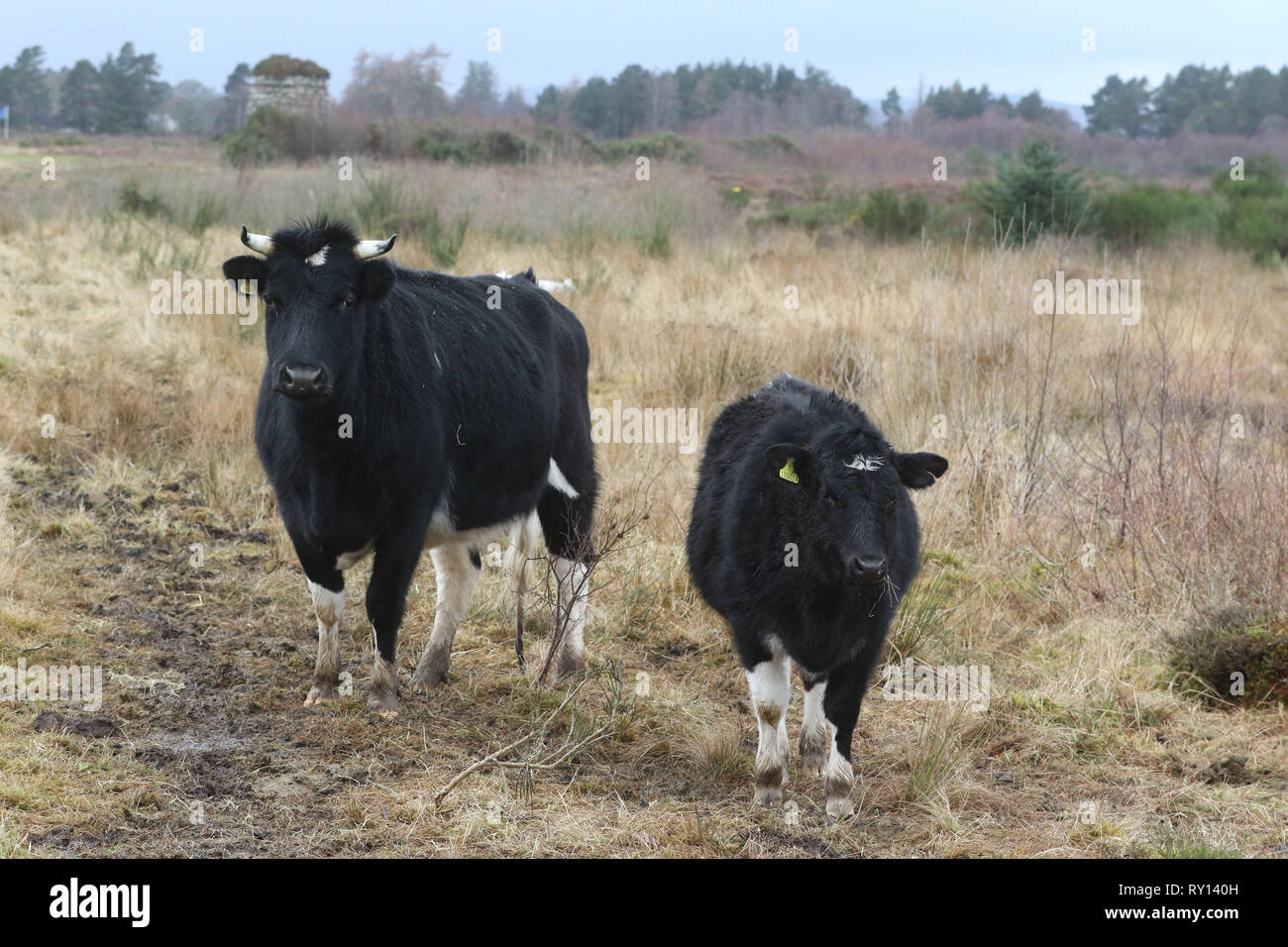 (Photos prises le 7 mars 2019) L'un des principaux sites historiques de l'Ecosse a accueilli une équipe de jardiniers peu commun sous la forme de quatre bovins Shetland. Les rares vaches noir et blanc a été rédigé dans le cadre d'un projet de conservation à Culloden Battlefield près d'Inverness. Trois ans adultes Una et la lune, et leurs veaux Duna et Dione, sera chargé de piétinement Heather et à mâcher leur chemin à travers les herbes difficiles à la bataille. Crédit : Andrew Smith/Alamy Live News Banque D'Images