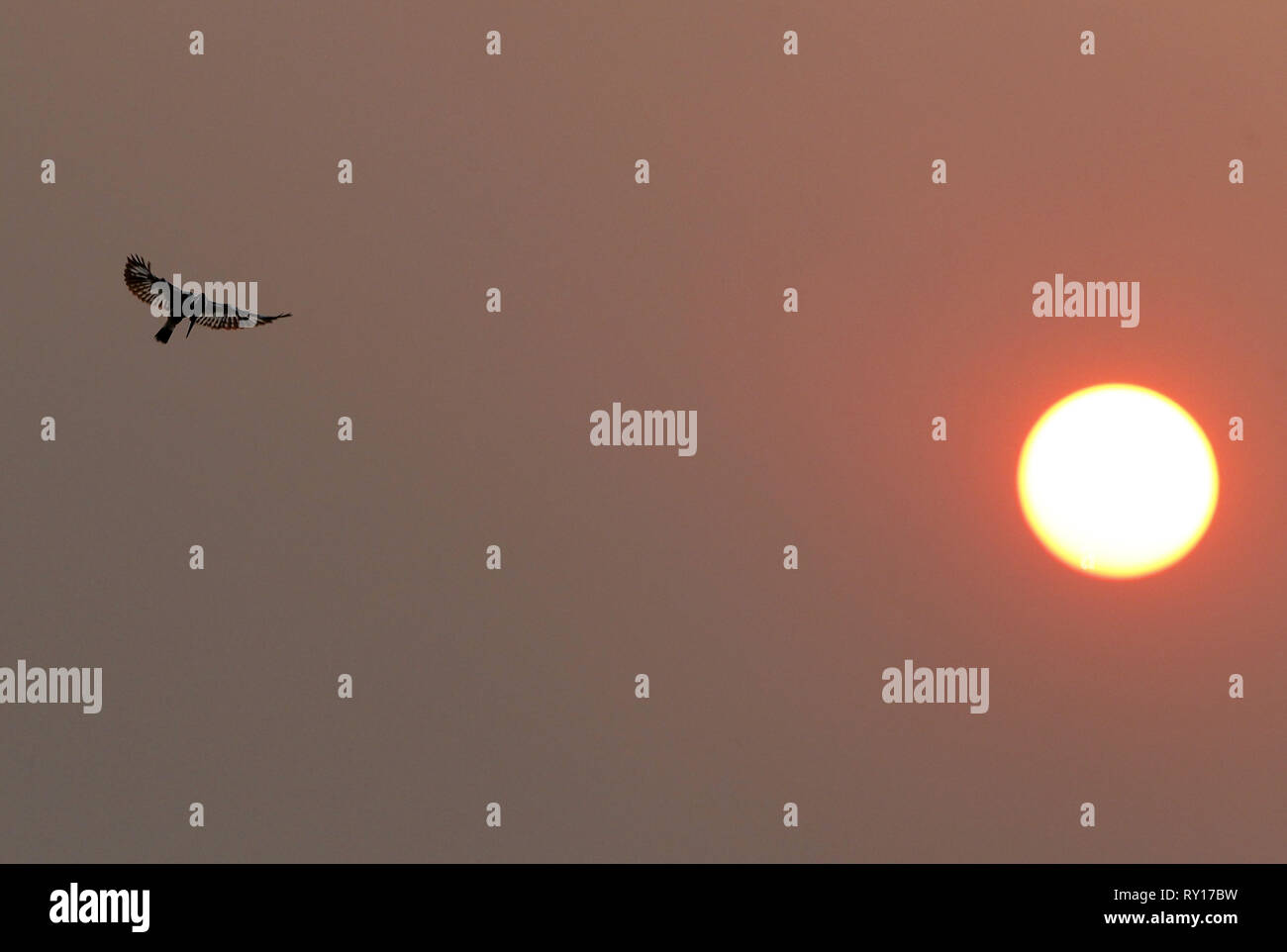 La province de Nakhon Sawan, Thaïlande. Mar 11, 2019. Un pied Kingfisher vus en vol sur le ciel au coucher du soleil dans la province de Nakhon Sawan, au nord de Bangkok, Thaïlande. Chaiwat Subprasom Crédit : SOPA/Images/ZUMA/Alamy Fil Live News Banque D'Images