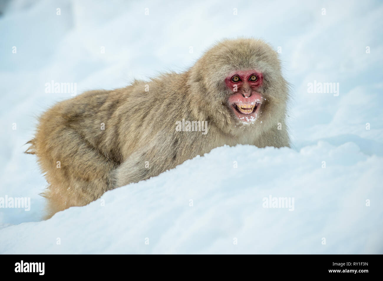 Macaque japonais sur la neige. Saison d'hiver. Le macaque japonais ( Nom scientifique : Macaca fuscata), également connu sous le nom de snow monkey. Banque D'Images