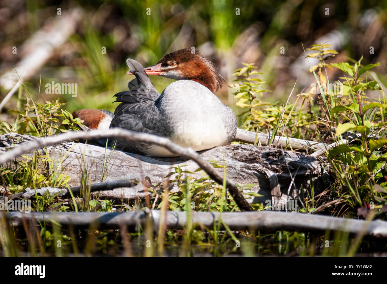Un grand harle duck reposant sur les rives d'un lac Banque D'Images
