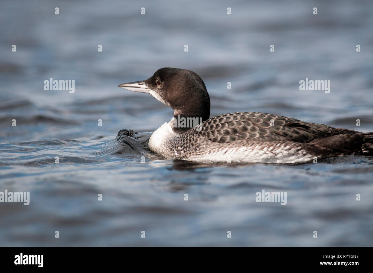 Juvenile huard reposant à la surface d'un lac Banque D'Images