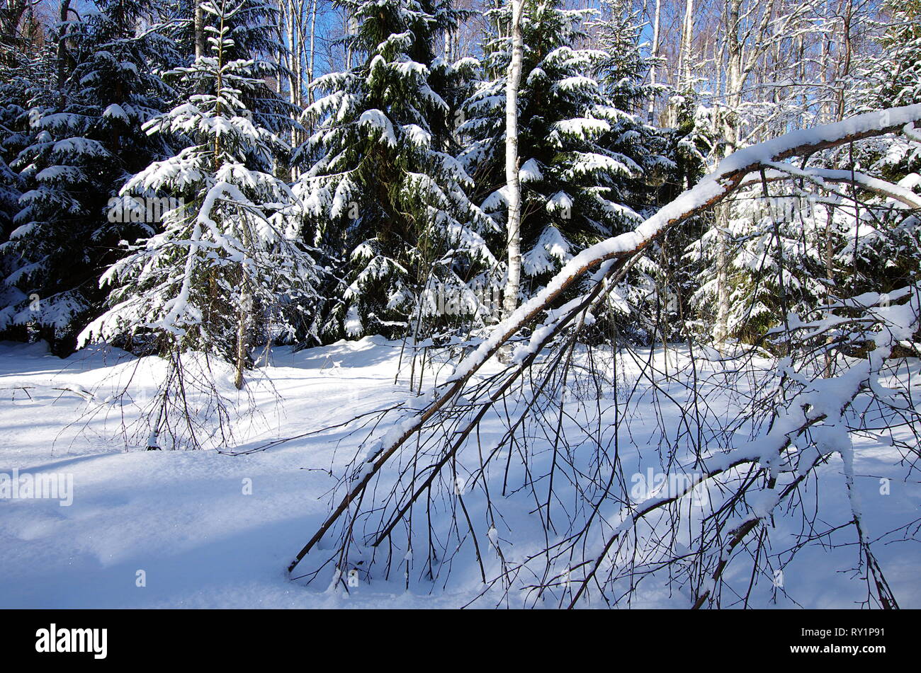 Beaux paysages d'hiver dans la forêt par une froide journée ensoleillée et en Suède. Banque D'Images
