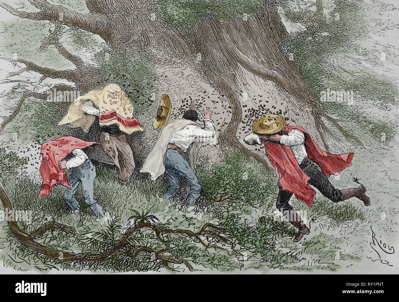 Equonoccial America. Erruption de guêpes dans La Vanguardia. Gravure, 19ème siècle. Banque D'Images