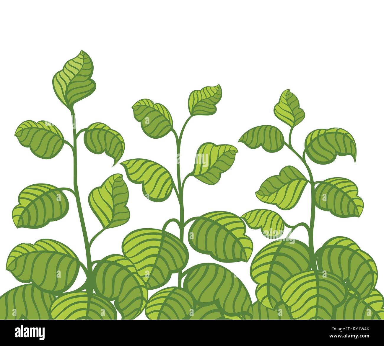 Rose buissons verts. Vert foncé et vert clair. Télévision vector illustration isolé sur fond blanc. Quitte à partir d'angles différents. Illustration de Vecteur