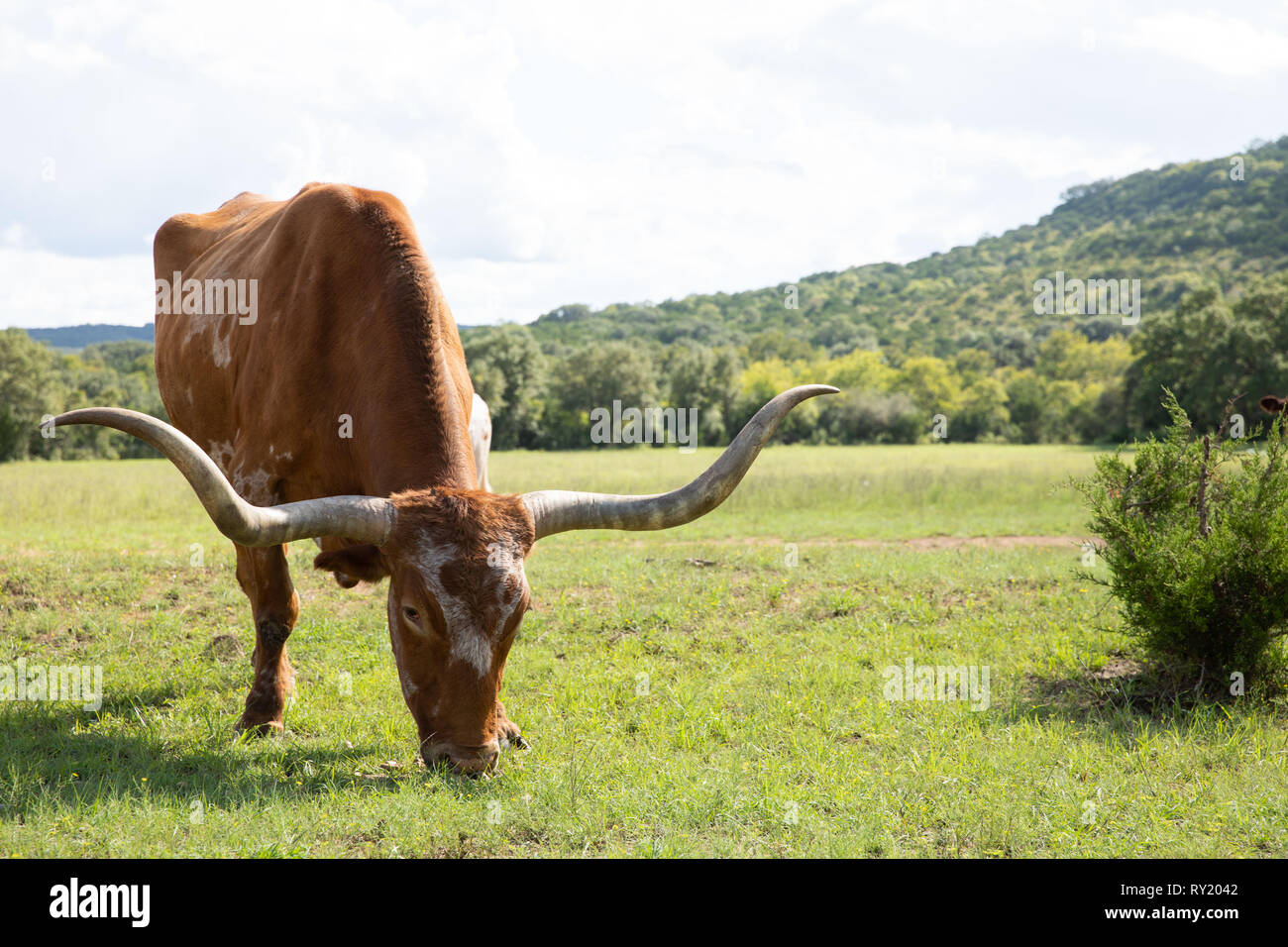 Longhorn, Texas. Septembre 2018 Banque D'Images