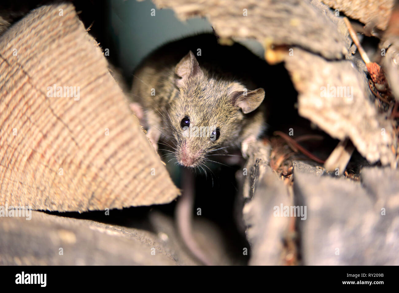 Souris commune, Rheinland-pfalz, Allemagne, Europe, (Mus musculus) Banque D'Images