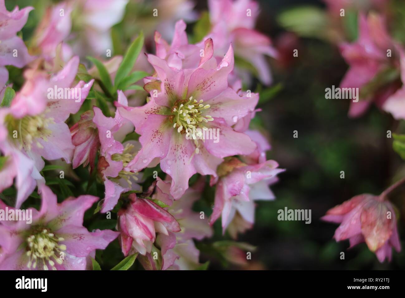 De magnifiques fleurs rose hellebore with copy space Banque D'Images