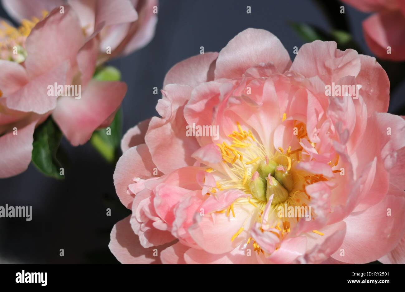 Fleurs de pivoine rose. Banque D'Images