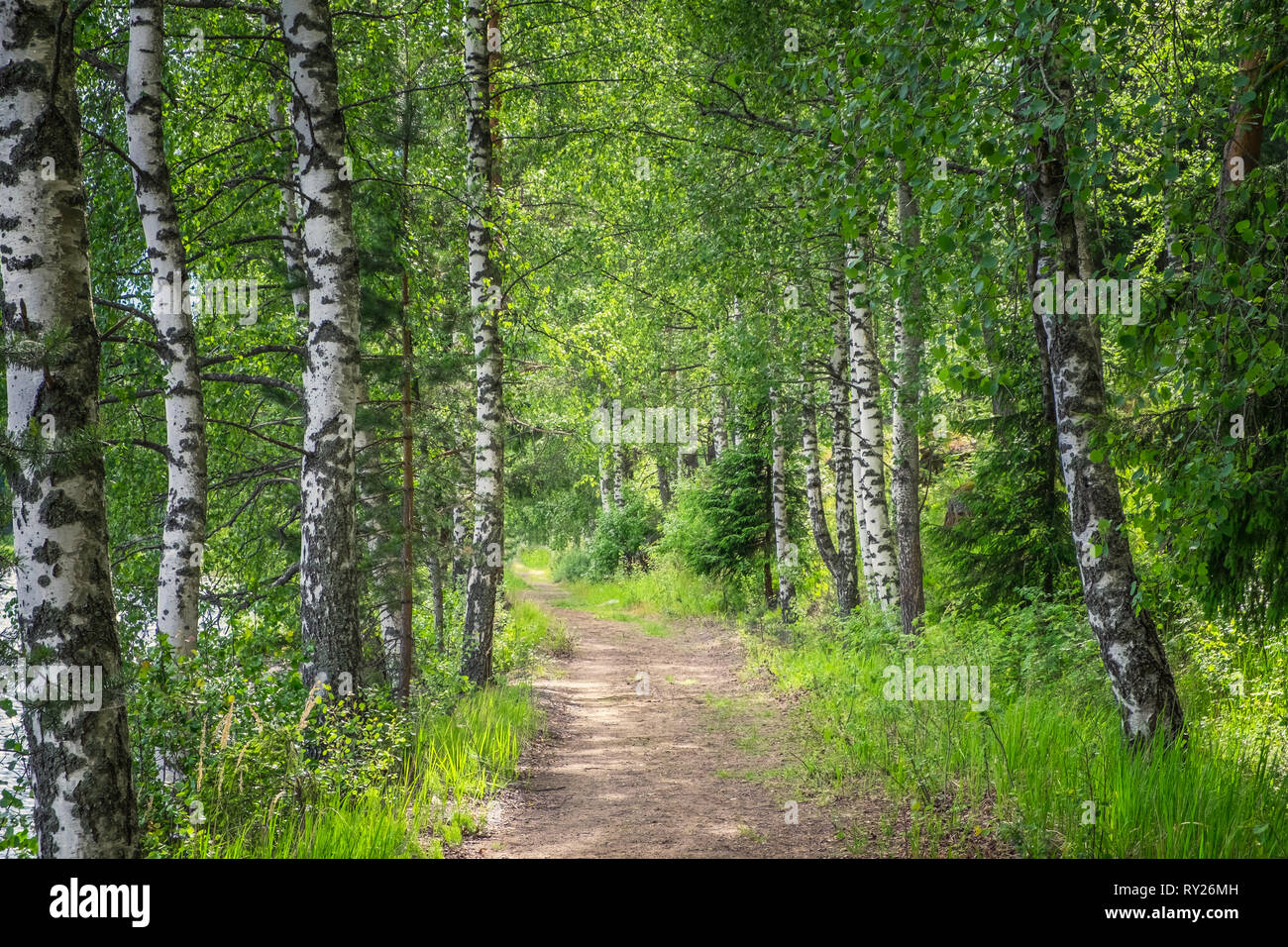 Chemin idyllique en forêt avec des bouleaux à jour de printemps en Finlande Banque D'Images