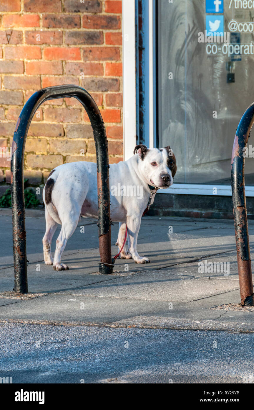 Un chien attaché à l'extérieur d'un magasin, en attente de son propriétaire pour revenir. Banque D'Images