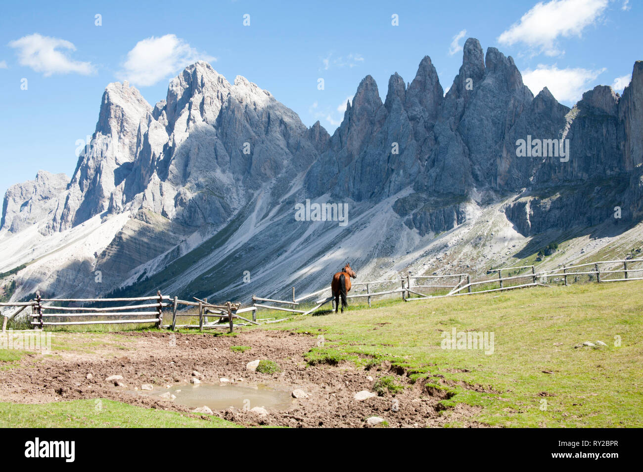 Les chevaux au pâturage sous il Geisler Gruppe ou Gruppo delle Odle de près du Rasciesa au-dessus de la Val Gardena Dolomites Italie été Banque D'Images