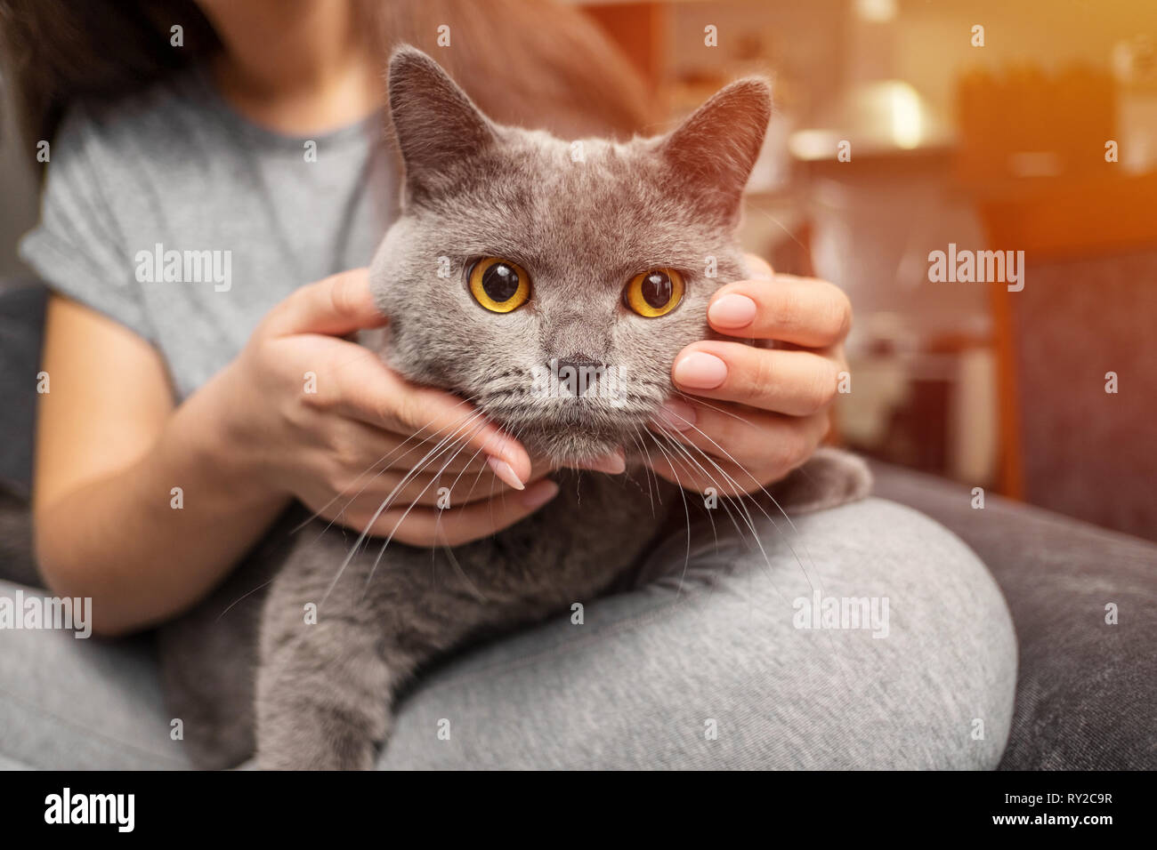 Caresser La Fille Chat Drole Heureux Museau De Chat Sourires Insatisfaits Dans Les Mains Du Proprietaire Photo Stock Alamy