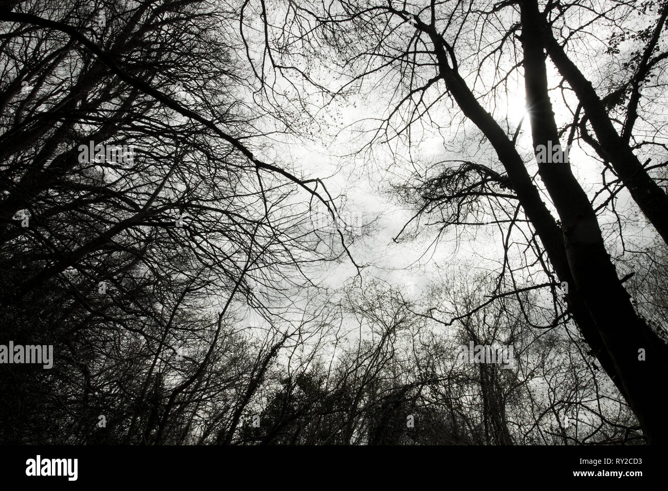 L'Europe, Angleterre, forêt de Dean. Arbre d'hiver sans feuilles abstract. Banque D'Images