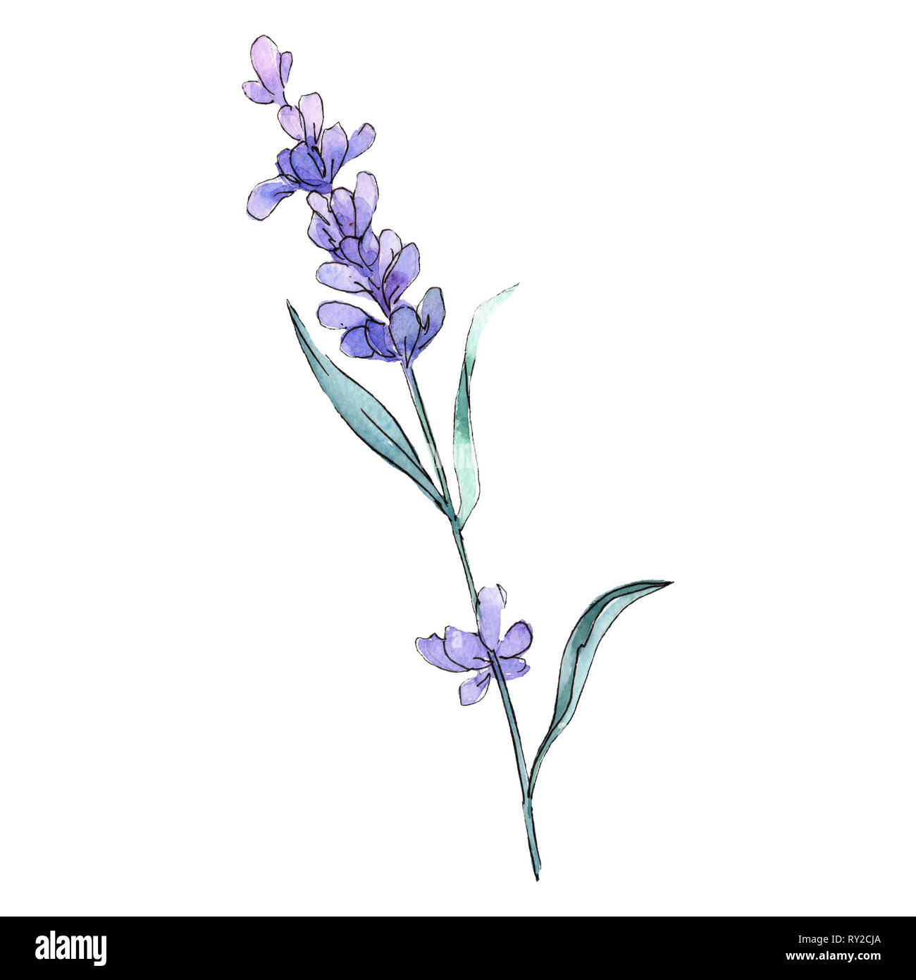 Fleurs de lavande violette fleur botanique. Contexte aquarelle illustration  set. Illustration de lavande isolés élément Photo Stock - Alamy