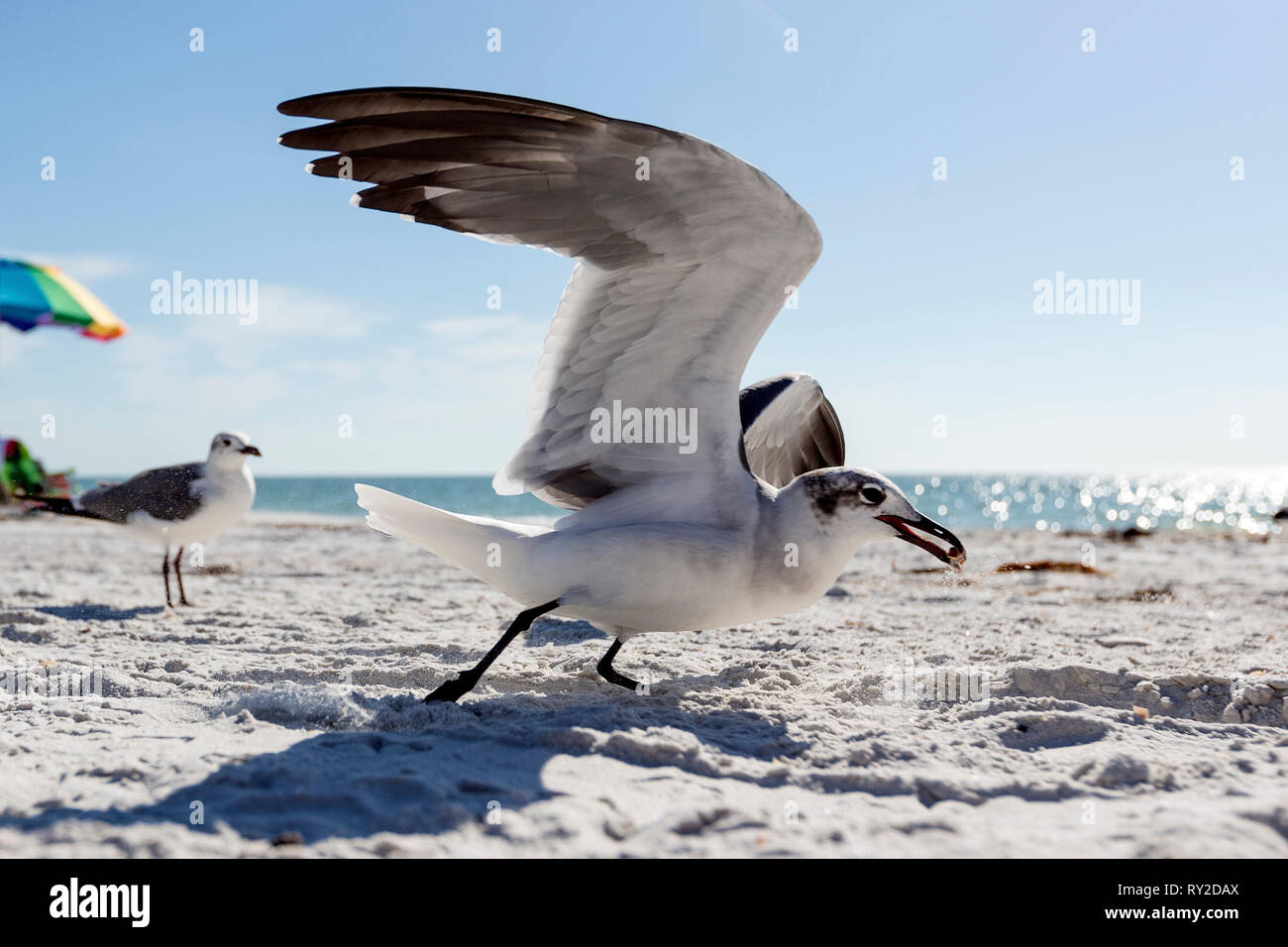 Am Strand bei eine Moewe THEMENBILD la Floride, 02.02.2017, 02.02.2017 Bildnachweis : Mario Hommes / HH-Photographie Banque D'Images