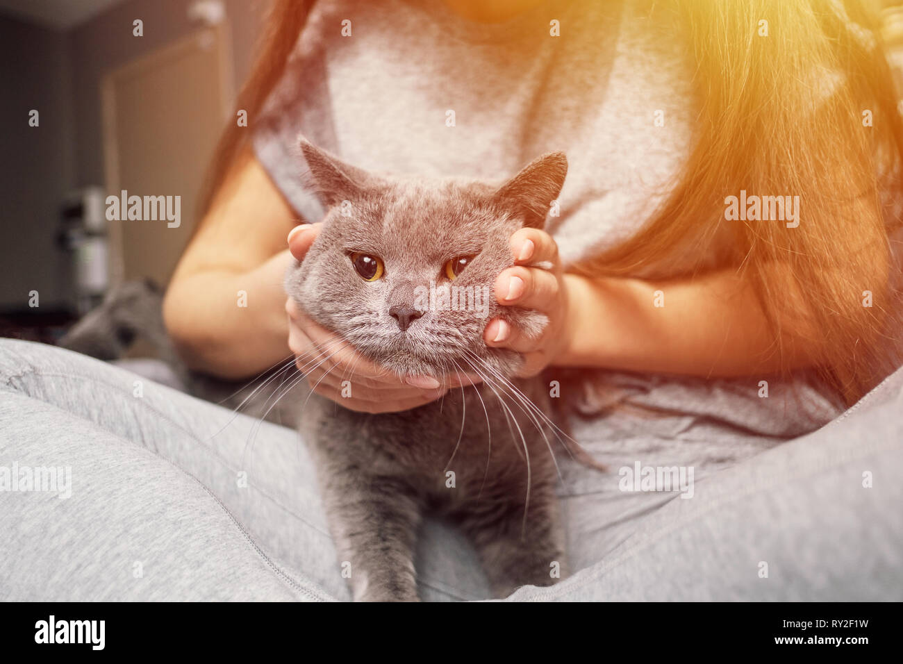 Caresser La Fille Chat Drole Heureux Museau De Chat Sourires Insatisfaits Dans Les Mains Du Proprietaire Photo Stock Alamy Caresser La Fille Chat Drole Heureux Museau De Chat Sourires Insatisfaits Dans Les Mains Du Proprietaire Photo Stock Alamy