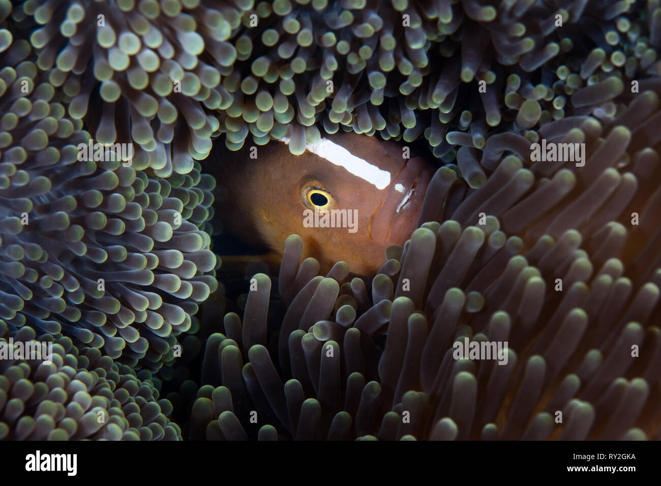 Un poisson clown Amphiprion sandaracinos, Orange, nage entre les tentacules de l'anémone de son hôte sur un récif en Papouasie Nouvelle Guinée. Banque D'Images