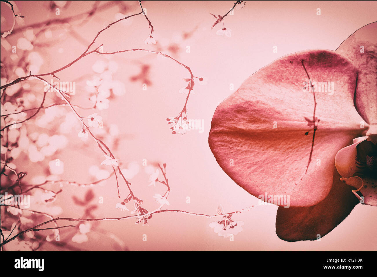 Orchid fusionnées avec des branches de cerisier sur un fond de couleur corail Banque D'Images