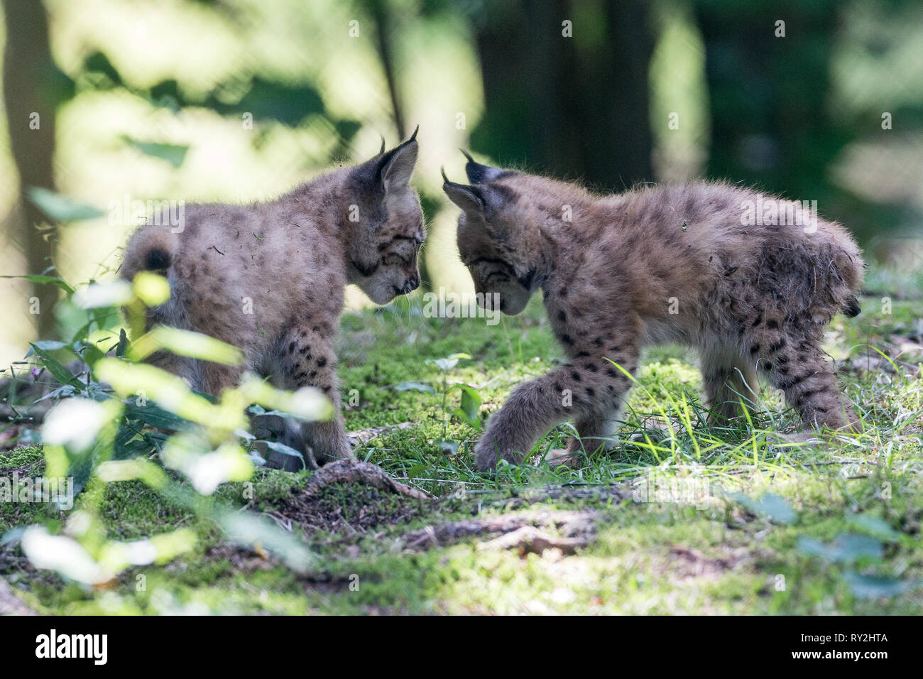 Zwei juenge Luechse ueeben THEMENBILD spielerisch das Jagen dans Deuetschland Luechse gi, 17.08.2017 Bildnachweis : Mario Hommes / HH-Photographie Banque D'Images