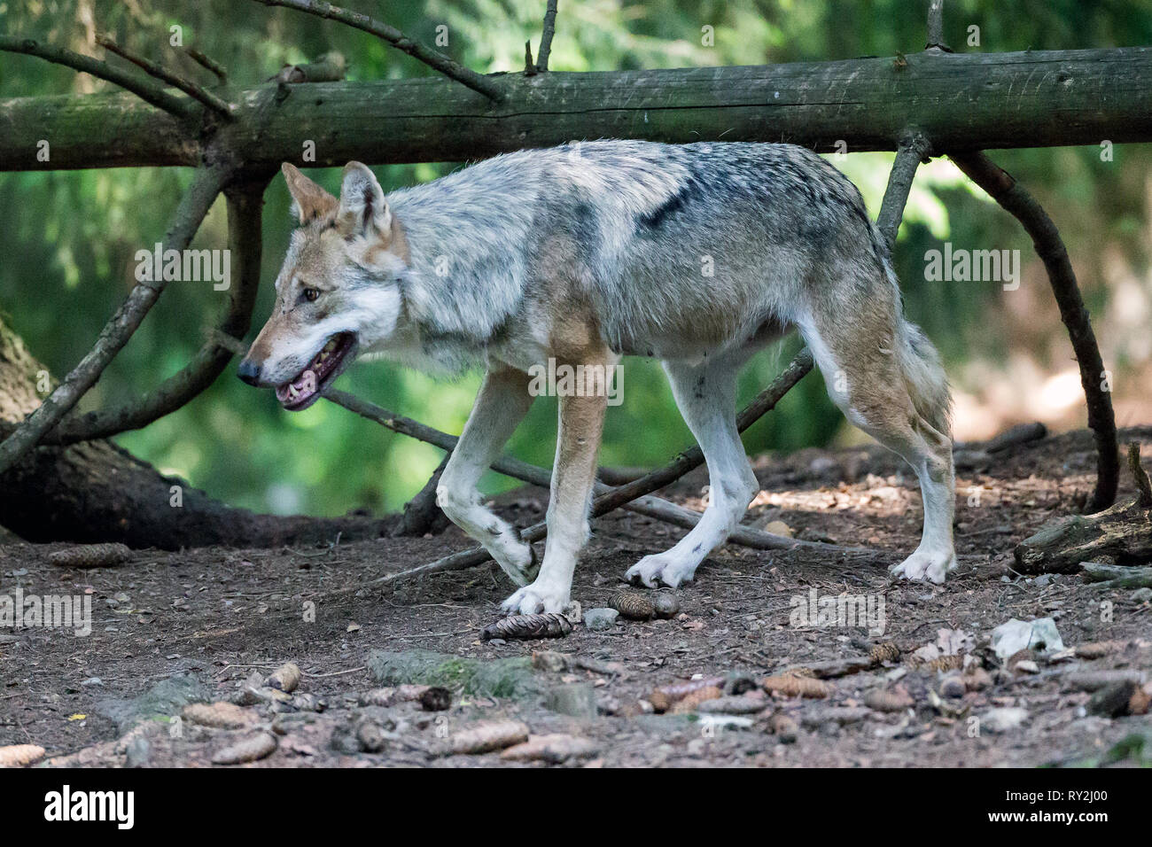 Wolf Banque D'Images