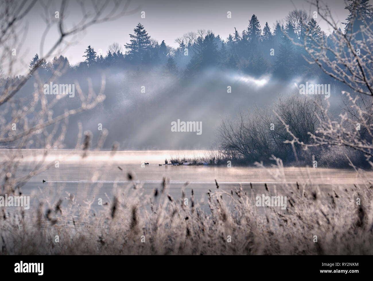 Le brouillard de Deer Lake, en Colombie-Britannique. Soleil et brume sur Deer Lake à Burnaby, en Colombie-Britannique. Banque D'Images