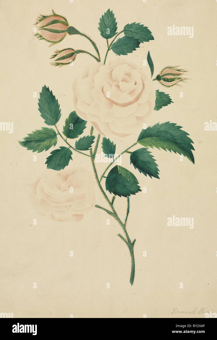 Rose de Damas. Marie Nims Altha (Américain, 1817-1907). Aquarelle Banque D'Images