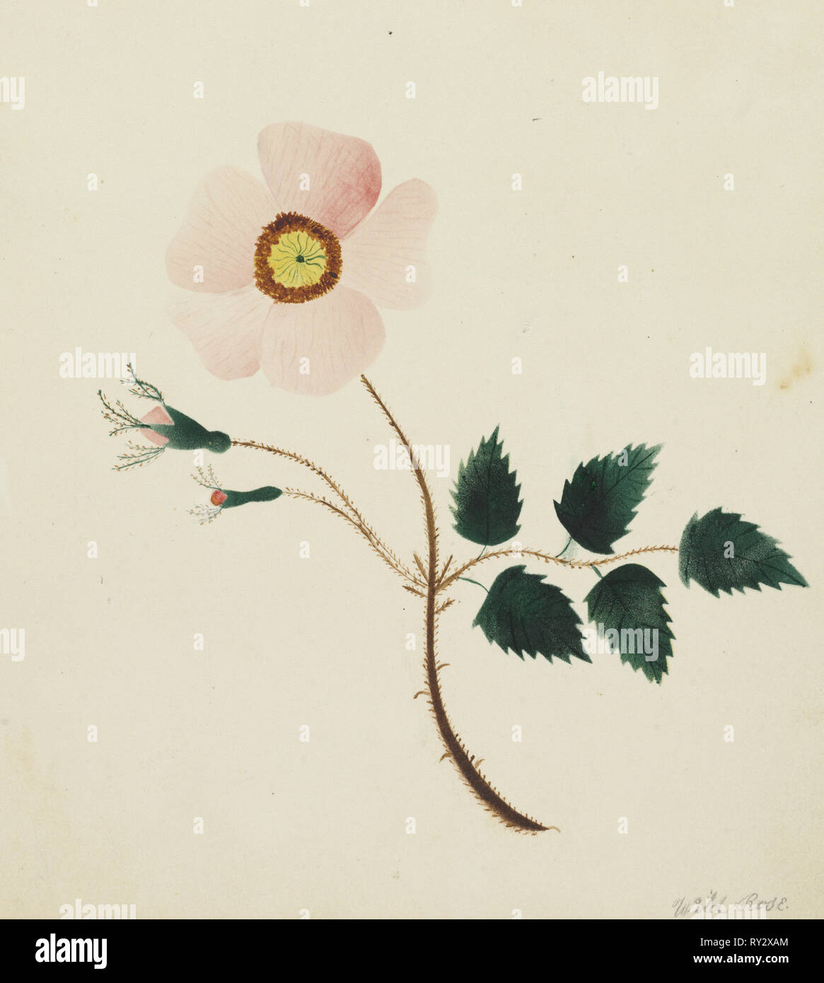 Wild Rose. Marie Nims Altha (Américain, 1817-1907). Aquarelle Banque D'Images