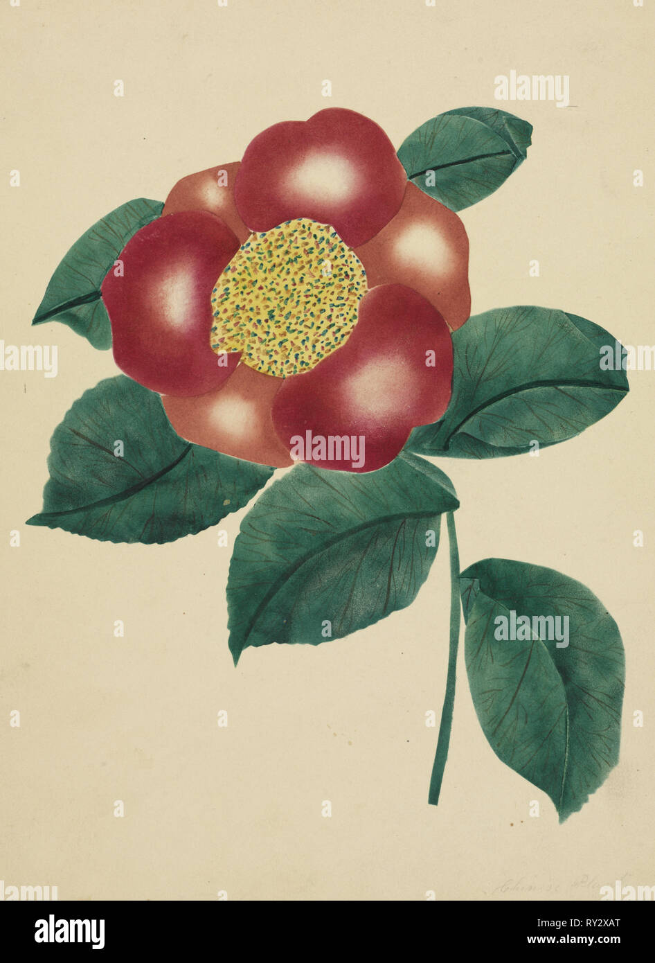 Fleur de Chine. Marie Nims Altha (Américain, 1817-1907). Aquarelle Banque D'Images