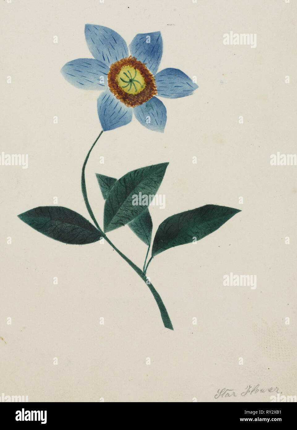 Star fleur. Marie Nims Altha (Américain, 1817-1907). Aquarelle Banque D'Images